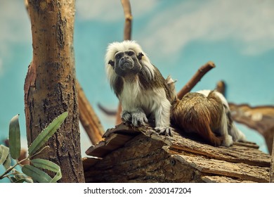 Funny Long Haired Cotton Headed Tamarin Sits With Friend On Roof Of Wooden House In Well Equipped Cage In Contemporary Zoo