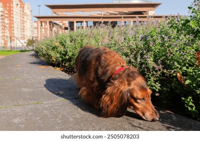 Funny longhaired dachshund in garden, beautiful red haired small dog sniffing grass in autumn park sunny day - Powered by Shutterstock