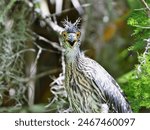 Funny Look on an Adorable Yellow Crowned Night Heron Chick