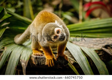 Funny look of sqirrel monkey in Amazonic rainforest, Ecuador