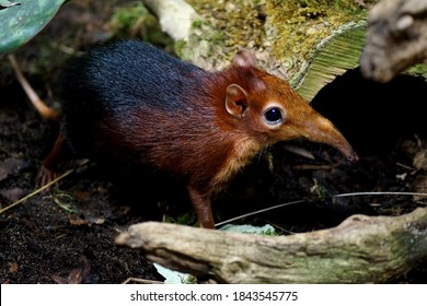 Funny Looking Animal: Black And Rufous Elephant Shrew