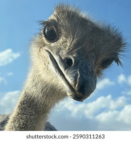 La cara divertida de un pájaro avestruz mirando a ti
