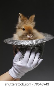 Funny Looking Rabbit In The Hat