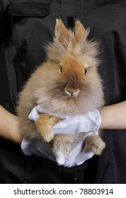 Funny Looking Rabbit In The Woman Arms