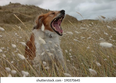 Funny looking red haired dog in a meadow yawning and baring its teeth 