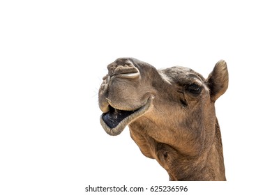 2,799 Two headed camel Images, Stock Photos & Vectors | Shutterstock