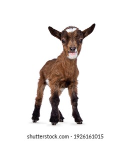 Funny Looking Very Small Baby Goat, Standing Facing Front. Looking To Camera Whie Smiling A Showing Teeth. Isolated On White Background.