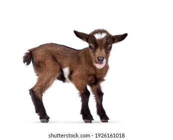 Funny looking very small baby goat, standing side ways. Looking to camera while smiling a showing teeth. Isolated on white background.