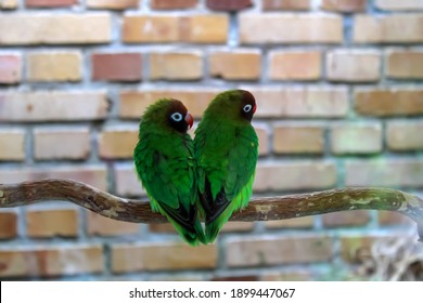 Funny lovebirds parrots sitting together on a branch in the form of a heart, blurred neutral background, Opole zoo, Poland