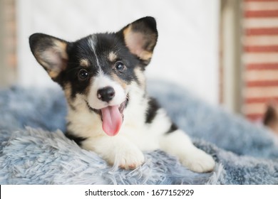 Baby Corgi Images Stock Photos Vectors Shutterstock