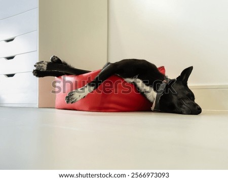 Funny low angle image of a medium-sized dog resting on the small-sized red bed that he can't fit into. It's not his size and he doesn't care. Sleep peacefully