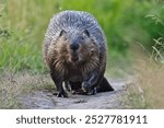 Funny low angle view closeup of beaver walking           