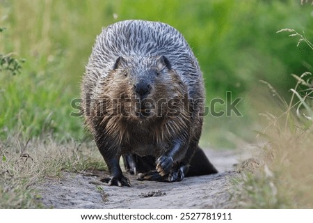 Funny low angle view closeup of beaver walking           