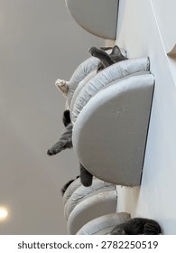 Funny low angle view of a cute grey cat sleeping lazily on a wall-mounted cat tree, stretching its paws out in a relaxed indoor setting.