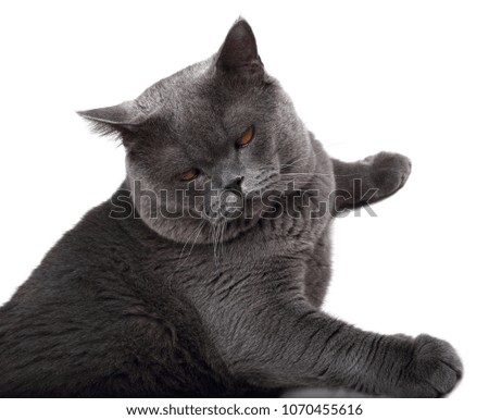 Image, Stock Photo cat wash Animal Pet Cat