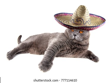 Funny Lying Mexican Cat