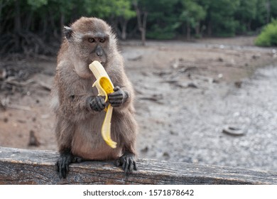 Funny macaque monkey eats a banana sitting on the railing. Dark paws and ears, brown coat. Selective focus, blurred background.