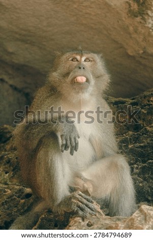 Funny macaque monkey sitting on rocks and sticking its tongue out, humorous wildlife concept.