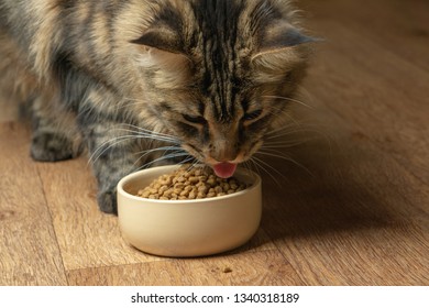 Funny Maine Coon Cat Licking Food Stock Photo (Edit Now) 1340318189