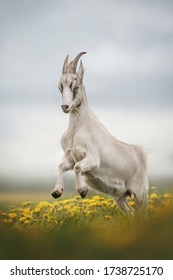 A funny male goat with horns running across a green field among yellow spring dandelions against a cloudy sky
