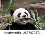 Funny Male Panda, Le Bao, Eating bamboo Leaves , South Korea