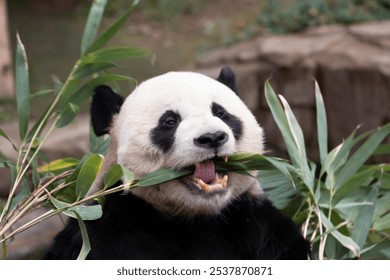 Funny Male Panda, Le Bao, Eating bamboo Leaves , South Korea