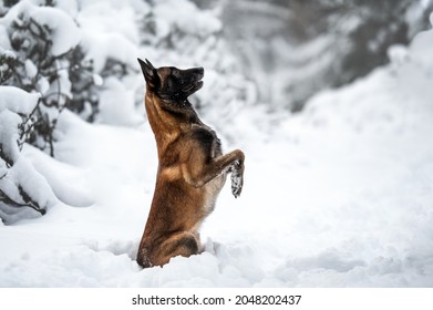 Funny Malinois Dog Begging Outdoors