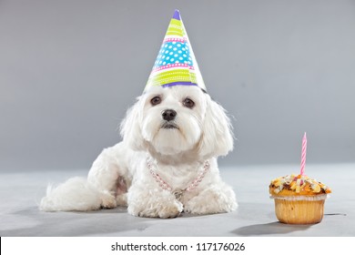 Drole Chien D Anniversaire Maltais Avec Gateau Photo De Stock Modifiable