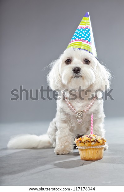 Drole Chien D Anniversaire Maltais Avec Gateau Photo De Stock Modifier Maintenant