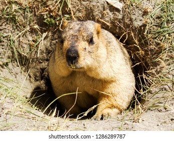 Couple Surprising Marmots Groundhogs On Meadow Stock Photo 195218891 ...