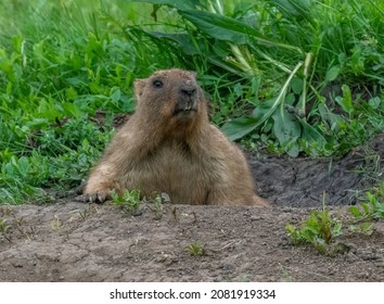 Funny Marmot Peeking Out Of The Hole