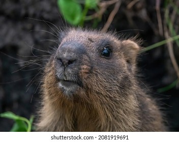 Funny Marmot Peeking Out Of The Hole