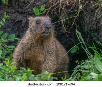 Funny Marmot Peeking Out Of The Hole