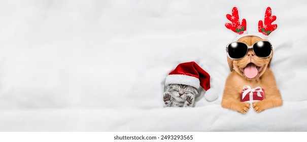 Funny mastiff puppy dressed like santa claus reindeer  Rudolf with sunglasses holding gift box and sleeping with cozy kitten under white blanket at home. Top down view. Empty space for text - Powered by Shutterstock