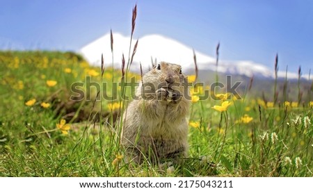 Funny meadow gopher on the background of a snowing Elbrus top is eating. 