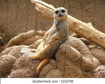 Funny Meerkat