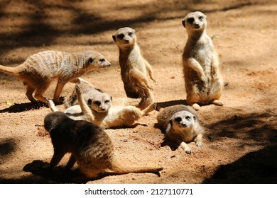 Funny Meerkat Family, Animal Group.