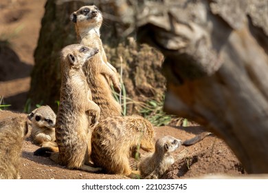 Funny Meerkat Family Sharing Together