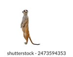 Funny meerkat isolated on a white background.