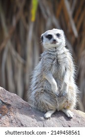 Funny Meerkat Sitting On A Rock