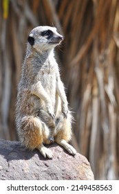 Funny Meerkat Sitting On A Rock