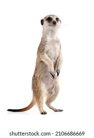 Funny meerkat stands on its hind legs and looks into the camera isolated on a white background