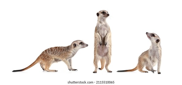 Funny meerkat in three different poses isolated on a white background - Powered by Shutterstock