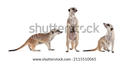 Funny meerkat in three different poses isolated on a white background
