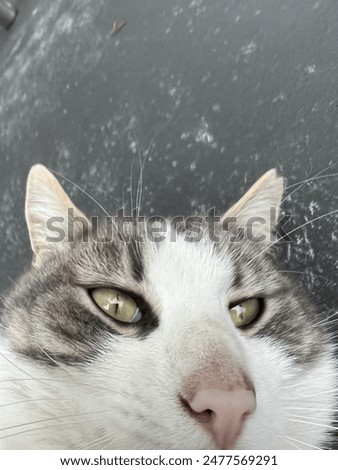 So funny meme cat face