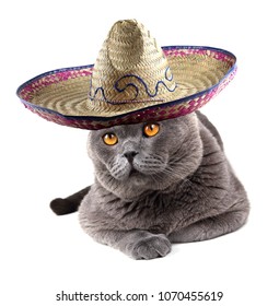 Funny Mexican Cat