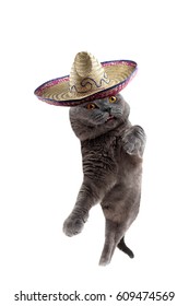 Funny Mexican Dancing Cat