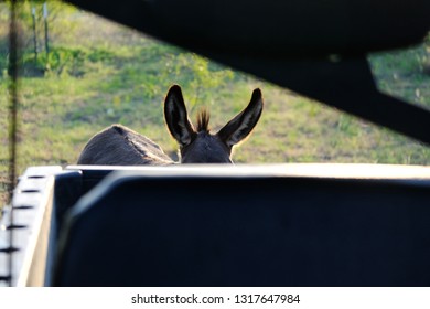 Funny Mini Donkey Ears Showing Over Utility Vehicle On Farm.