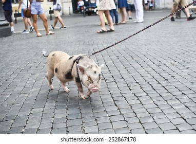 Funny mini piggy walking in sity