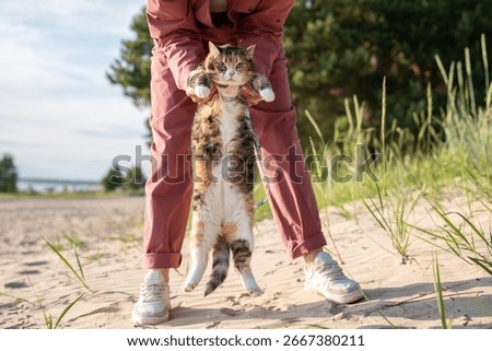 Funny miserable grumpy cat hanging in woman hands looking at camera, refusing to walk on beach sand. Beach walk refusal, nervous fearful behavior, grumpy mood of nervous pet, walk adaptation